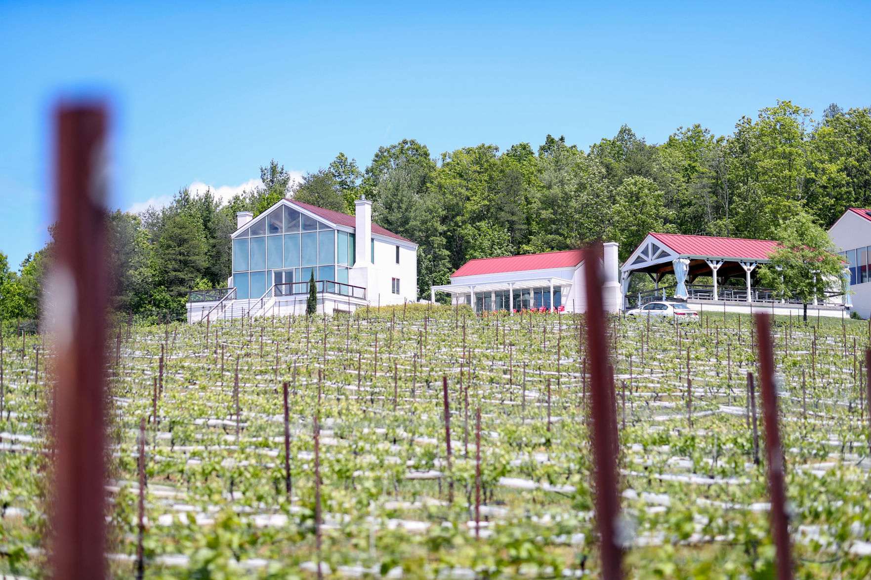 20200512_cdp_news_vineyard203.JPG